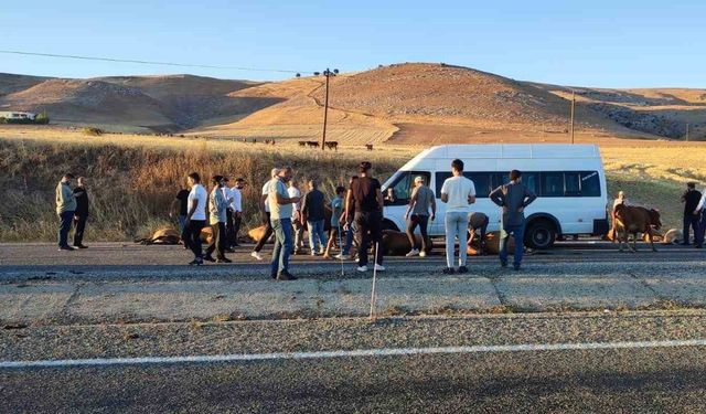 Yolcu minibüsü inek sürüsüne çarptı, onlarca hayvan telef oldu