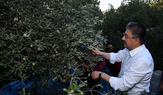 Osmaniye Valisi Erdinç Yılmaz, zeytin hasadına katıldı