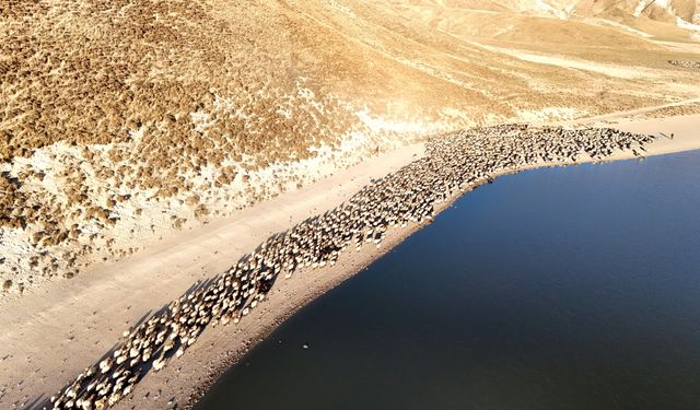 Sürülerin Nemrut Dağı'na tozlu yolculuğu