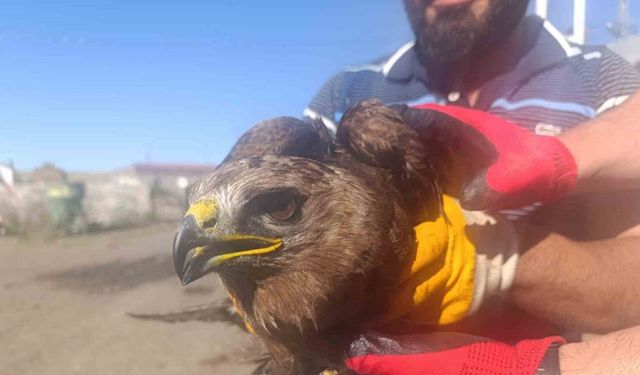 Ardahan’da yaralı bulunan kara çaylak tedaviye alındı