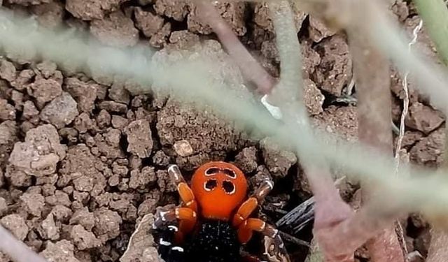 Elazığ’da zehirli tür ’Uğur Böceği Örümceği’ görüldü