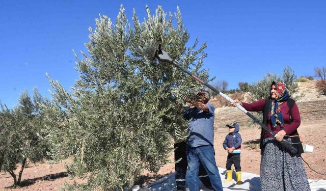 Şahinbey'de zeytin hasadı başladı