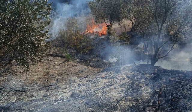 Yayladağı’nda zeytinlik yangını çıktı