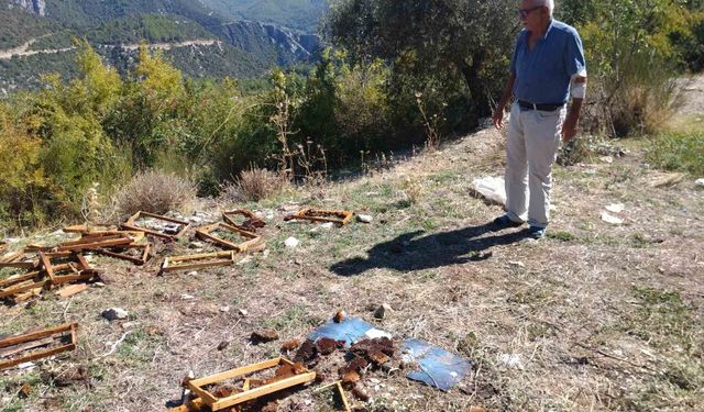 İbradı'da aç kalan ayılar kovanları parçaladı