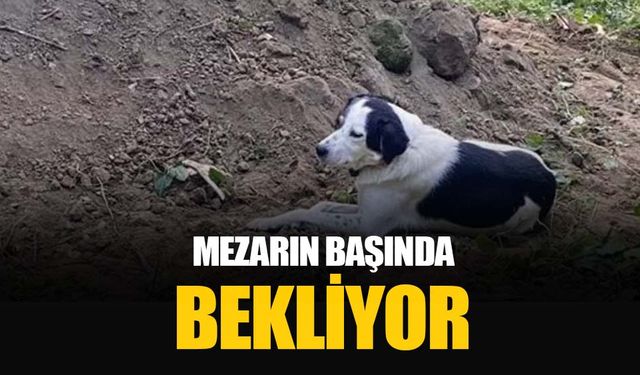 Ordu'da "Teo" isimli köpek sahibinin mezarı başında bekliyor