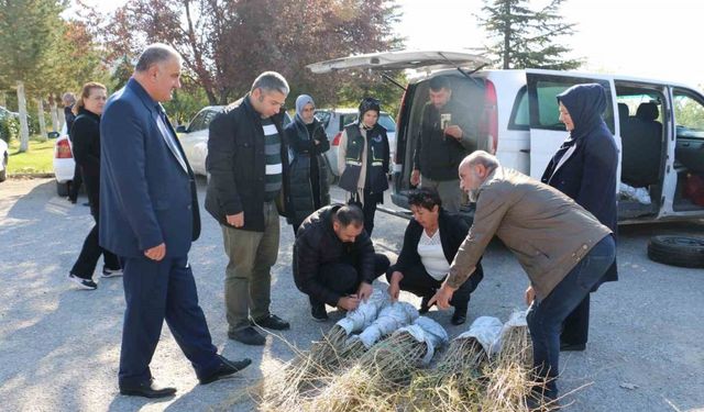 Erzincan’da goji berry yetiştiriciliği başladı