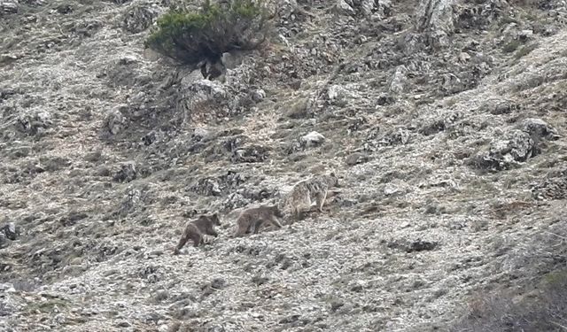 Kış uykusu öncesi doğada yavrularıyla gezinen ayı görüntülendi