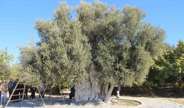 Mersin’de 1300 yıllık zeytin ağacından hasat yapıldı