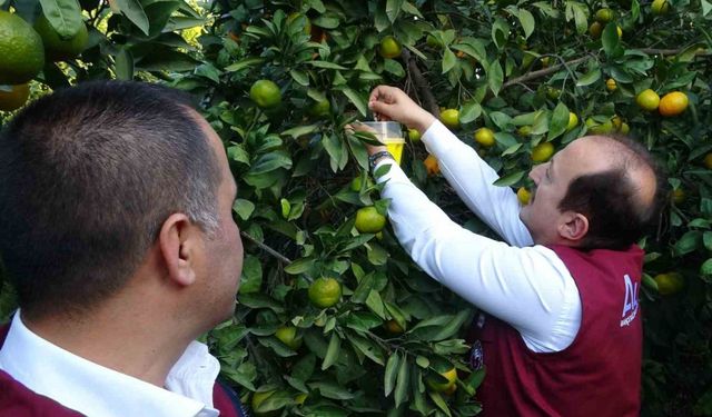 Narenciyenin başkenti Mersin'de zararlıya karşı biyolojik başarı sağlandı