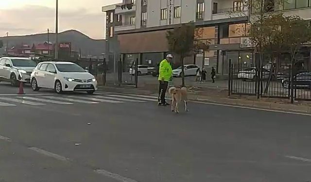 Trafik polisinden yürek ısıtan davranış: Köpeğin geçmesi için trafiği durdurdu