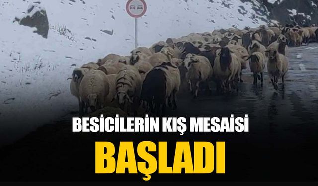 Van’da besicilerin zorlu kış mesaisi başladı