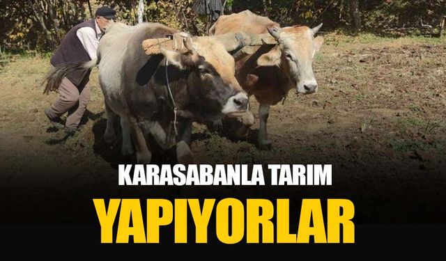 Bitlis'in köyünde tarım halen karasabanla yapılıyor