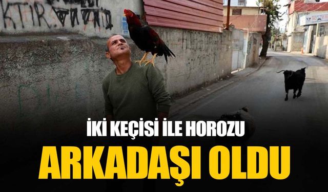 Her yere beraber gidiyorlar: Horoz ve keçileriyle arkadaş oldu