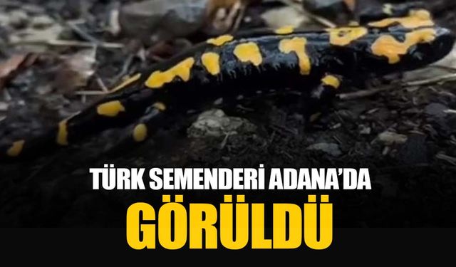 Adana Pozantı'da nesli tükenmekte olan ’semender’ görüldü