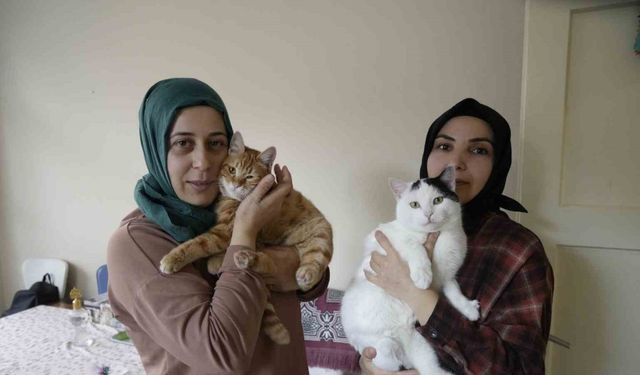 Engelli kediler şefkatli ellerle hayata tutunuyor