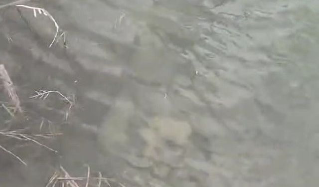 Eskişehir'de boynuna taş bağlanıp suya atılan 2 köpek yavrusu öldü