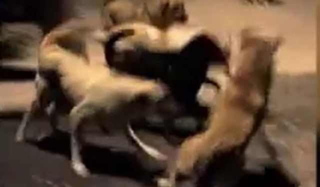 Ankara’da sokak köpekleri birbirine saldırdı