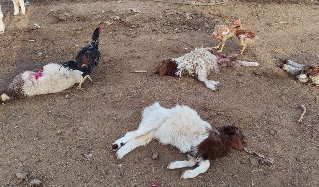 Viranşehir'de başıboş köpekler 33 kuzuyu telef etti