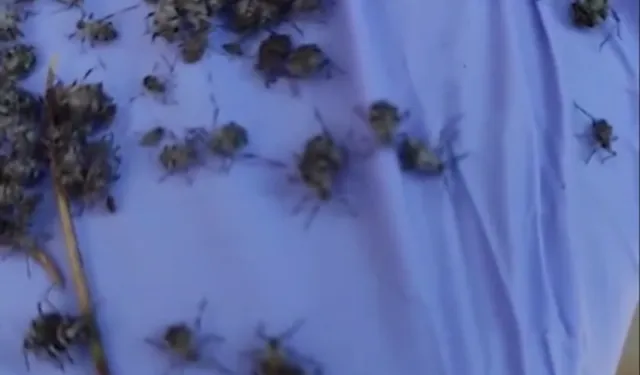 Ankara Etimesgut'ta kene paniği