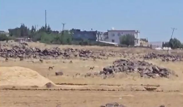Siverek’te nesli tükenme tehlikesi altındaki ceylanlar görüntülendi