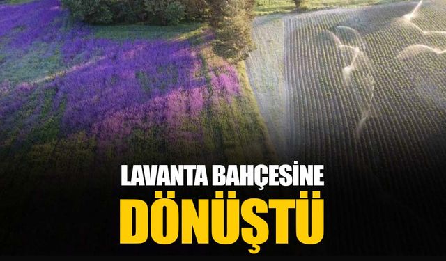 Buğday ekilen tarla lavanta bahçesine döndü: Fotoğraf tutkunlarının ilgi odağı oldu