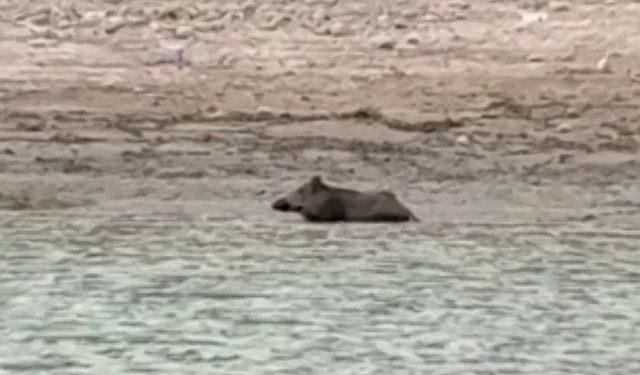 Adana'da sıcaktan bunalan yaban domuzu baraj gölünde serinledi
