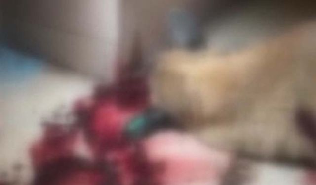 Mamak'ta kendisine saldıran sokak köpeğini silahla vurdu