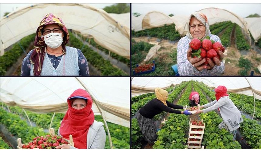 Aydın'daki çilek seralarında kadın işçilerin 'emek mücadelesi' devam ediyor
