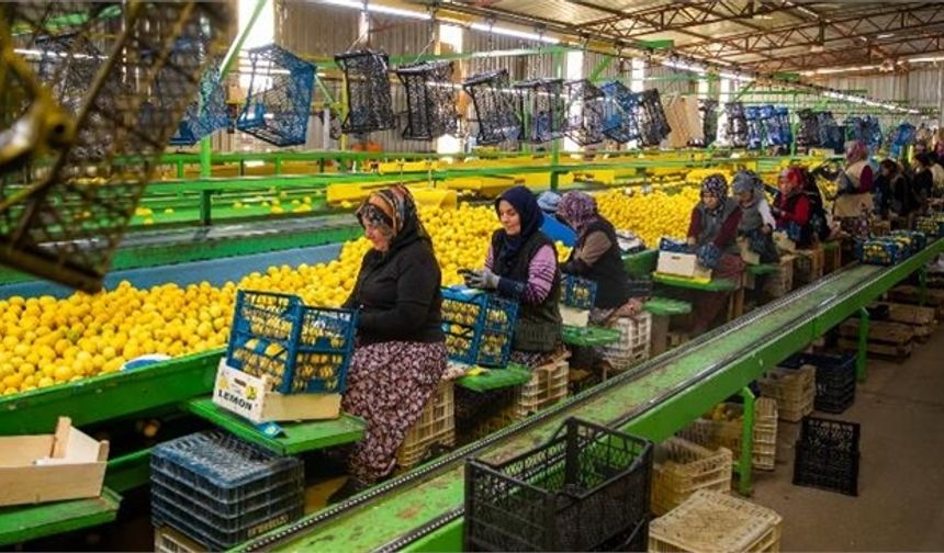 Mersin Büyükşehir, deprem bölgesine 160 ton limon yolladı