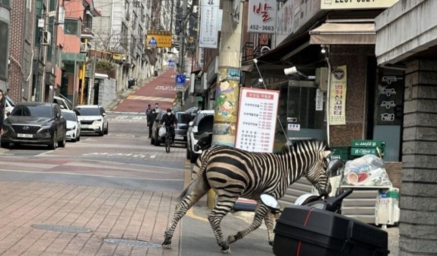 Hayvanat bahçesinden kaçan zebra şehre indi