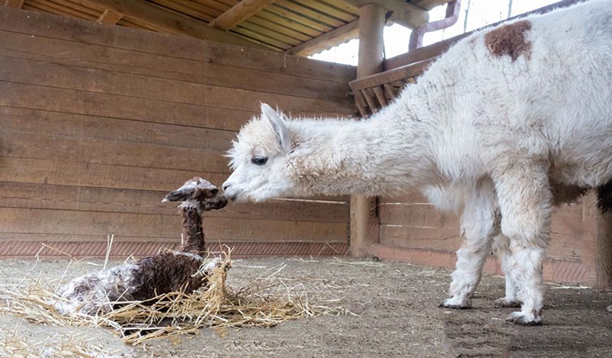 Kocaeli'ndeki Ormanya'da alpaka yavrusu dünyaya geldi