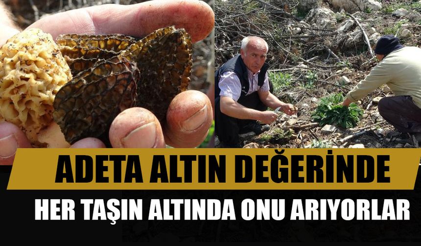 Adanalı köylüler kuzugöbeği avında