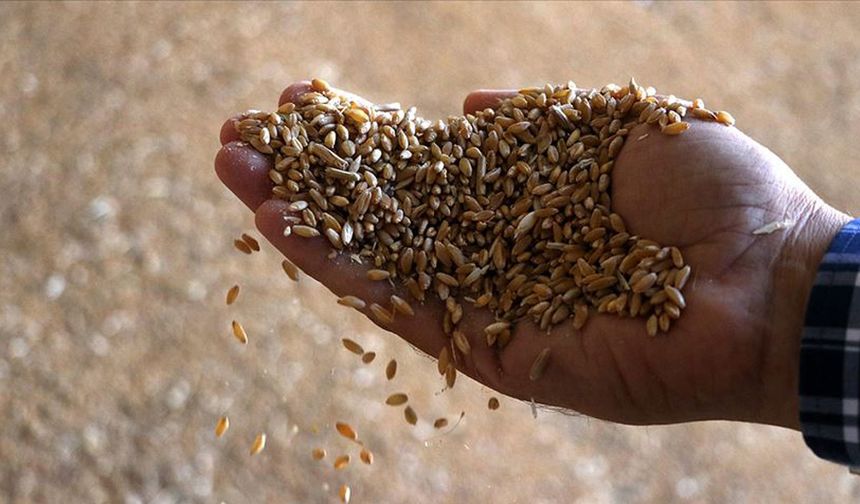 Osmaniye Kadirli'de tarla yangınında ekili buğday zarar gördü