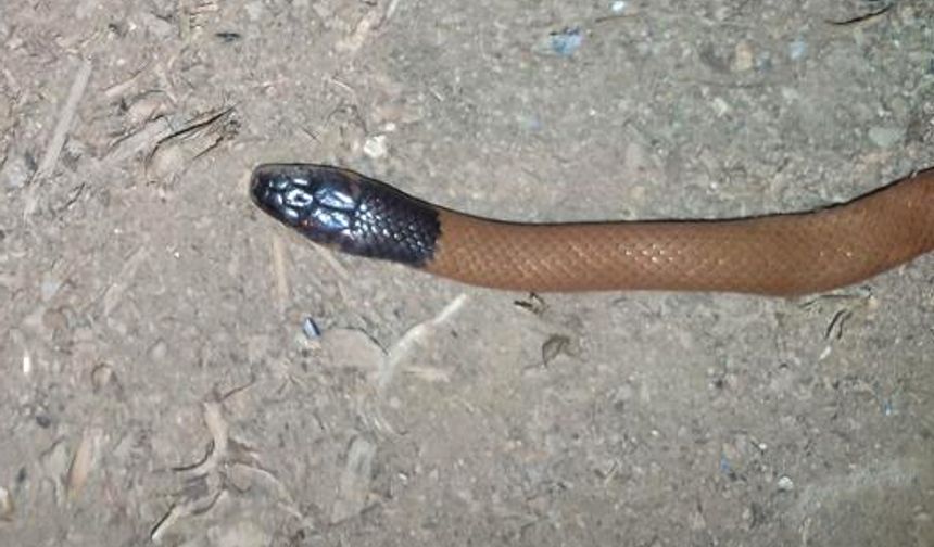 Bitlis'de endemik bir yılan türüne rastlandı