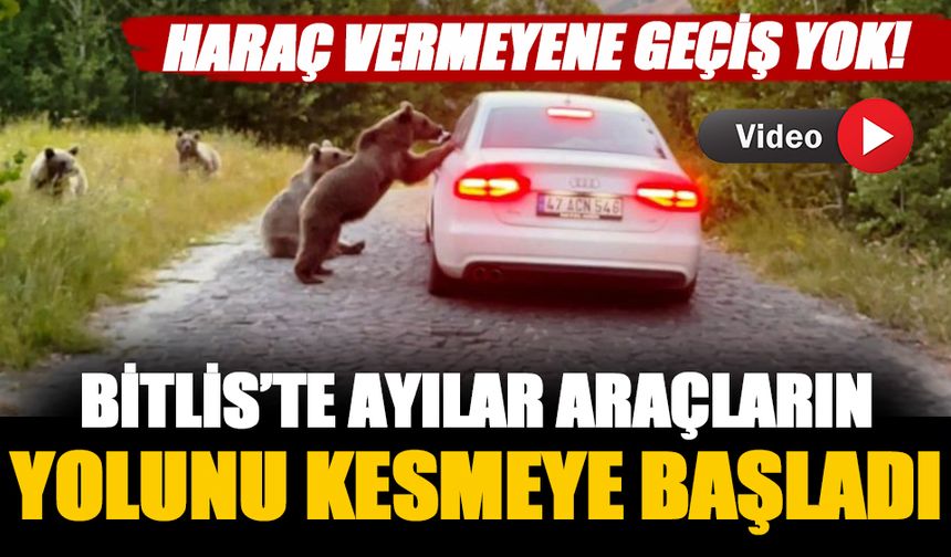 Bitlis'te aç ayılar araçların önünü kesmeye başladı