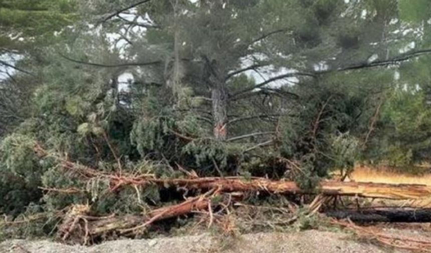 Boru döşemek için 50 yıllık çam ağaçlarını kestiler!