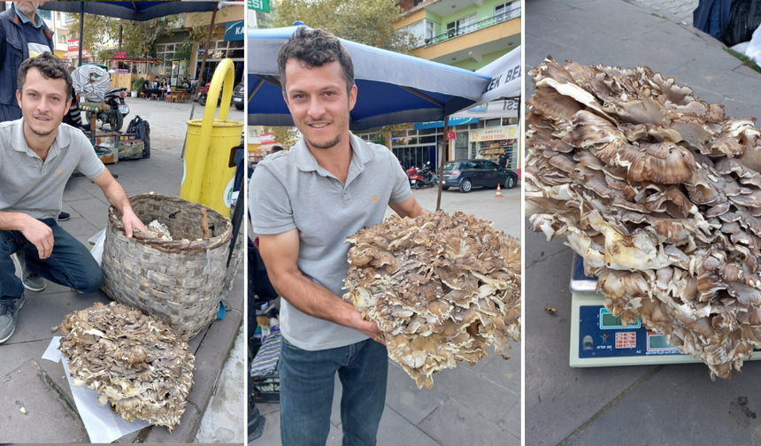 Kestane aramaya çıktı, 17 kiloluk mantar buldu