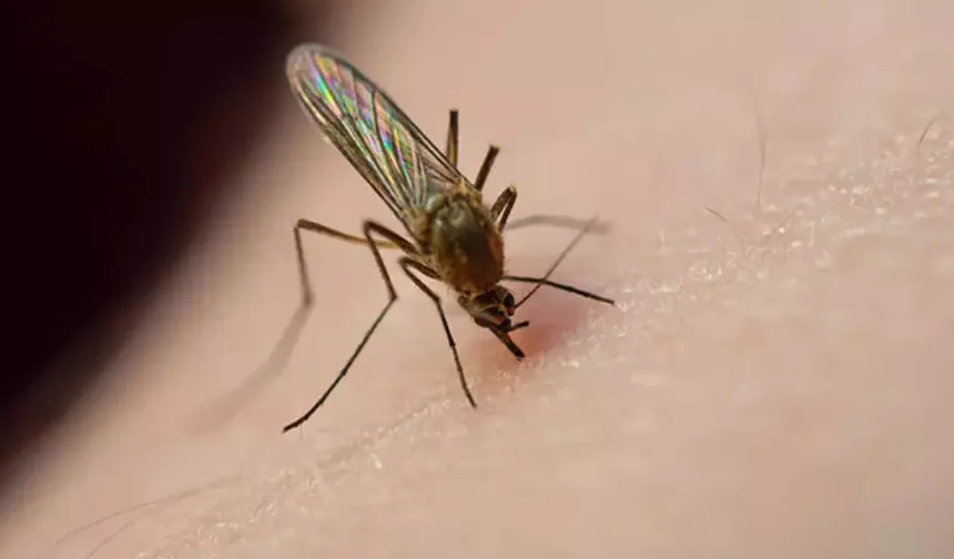 Böcek sinek ısırığı deyip geçmeyin: Uzmanı uyardı
