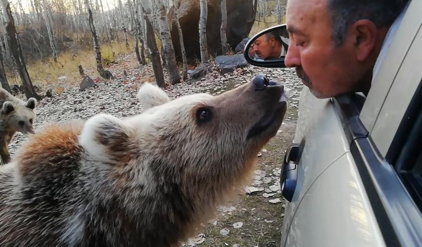 Bitlis'te boz ayıyı ağzıyla besleyen vatandaşın ilginç görüntüleri