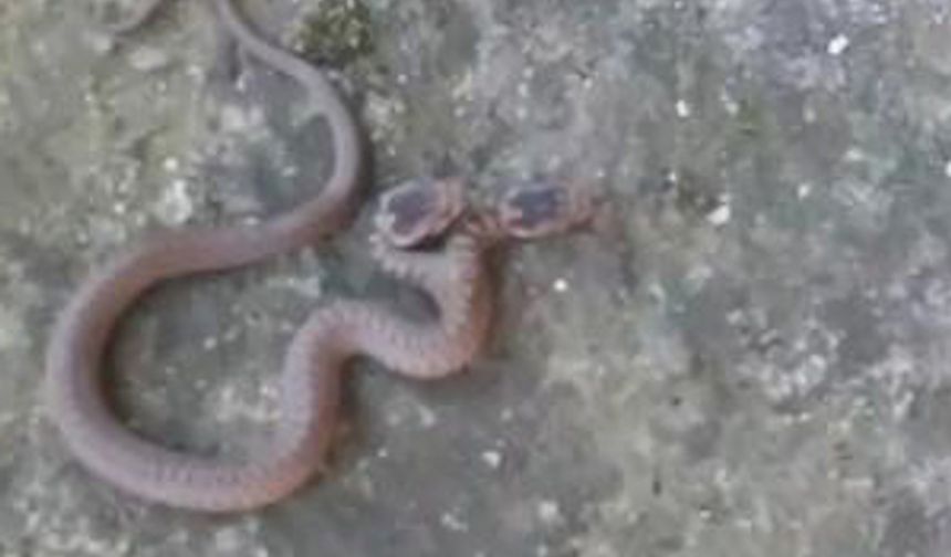 Trabzon'da çift başlı yılan böyle görüntülendi