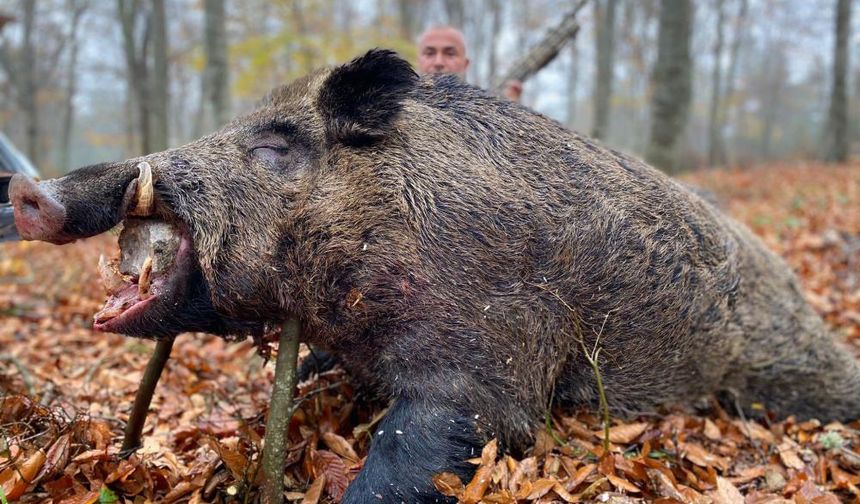 Tokat'ta çilek tarlasına dadanan devasa domuz avlandı