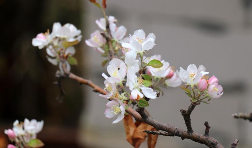 Gümüşhane'de elma ağacı Kasım'da çiçek açtı