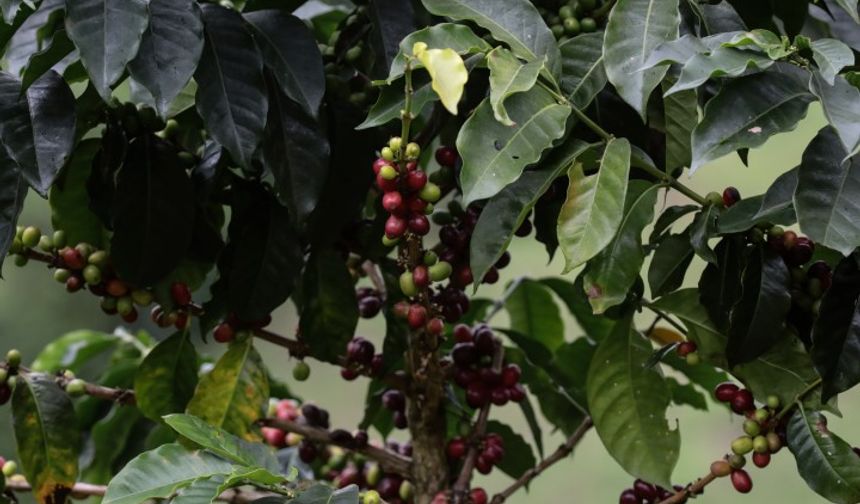 Kahve turizmi Kolombiya’da yeni bir gelir kaynağı