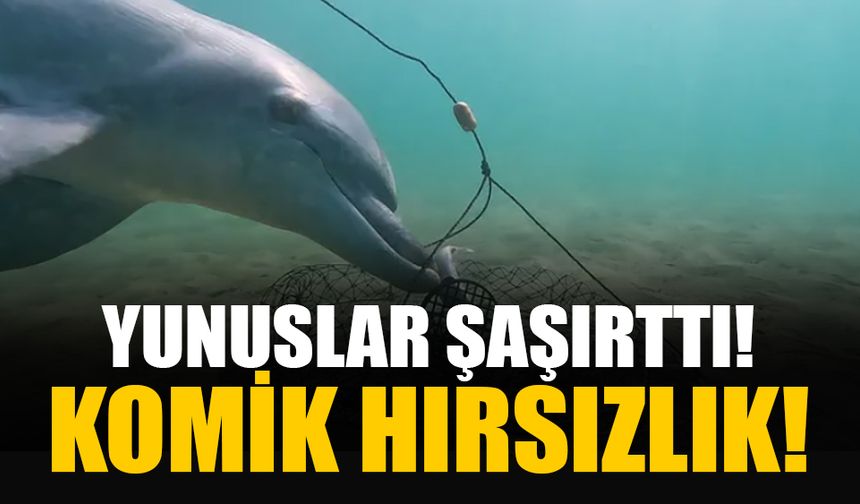 Yunusların akıllıca yaptığı yem soygunu ilk kez görüntülendi!