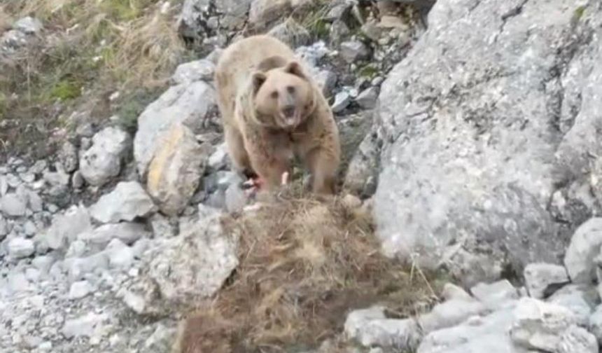 Munzur Dağı'nda boz ayı avladığı dağ keçisini gömerken görüntülendi