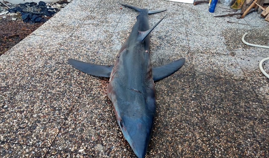 Nesli tükenme tehlikesi altında olan köpek balığı kıyıya vurmasının ardından öldü