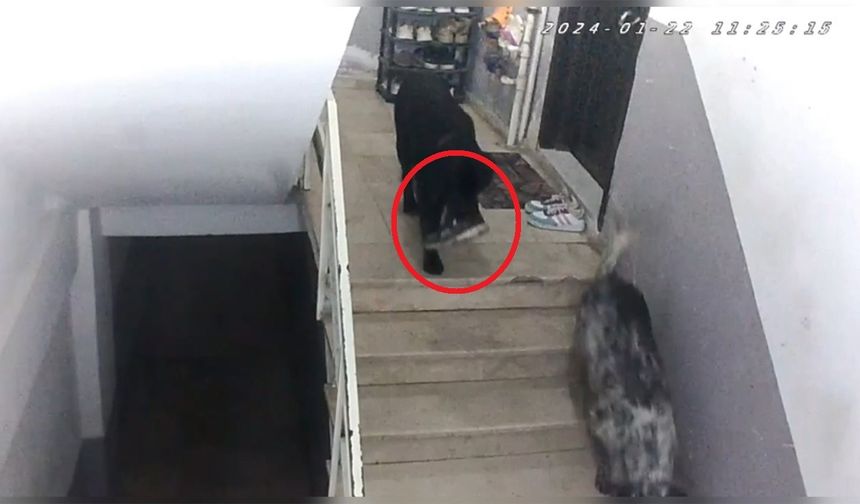 Sinop’ta apartman sakinlerini şaşırtan köpek hırsızlığı