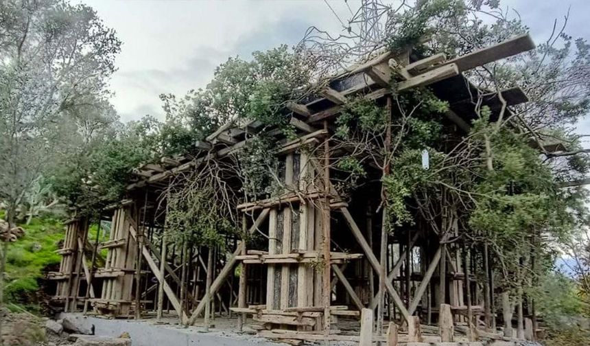 Bodrum'da kaçak inşaatı ağaç dallarıyla gizlediler