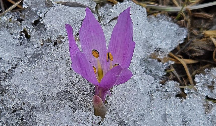 Çankırı'da baharın müjdecisi kar çiçekleri açtı