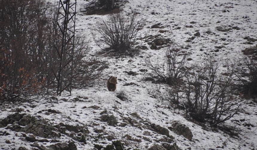 Tunceli'de ayı kış uykusundan uyandı, kışa yakalandı